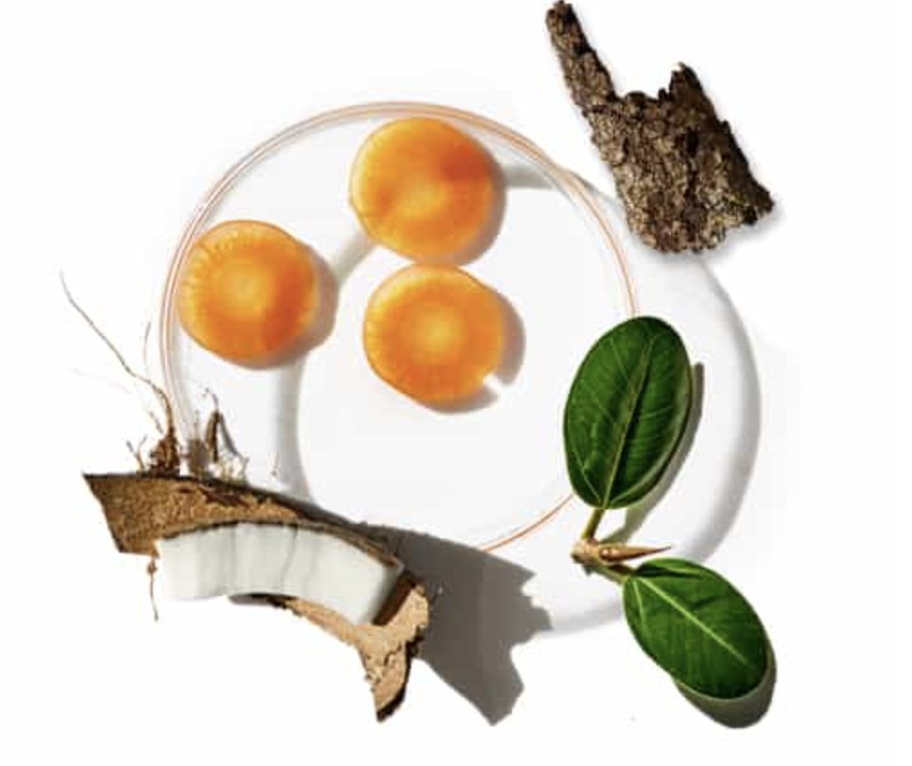 natural skincare ingredients including carrot slices coconut bark and green leaves displayed on a white background